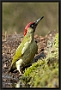 Groene Specht, European Green Woodpecker, Picus viridis Location: Twente. the Netherlands groene specht MG 1238 kopie